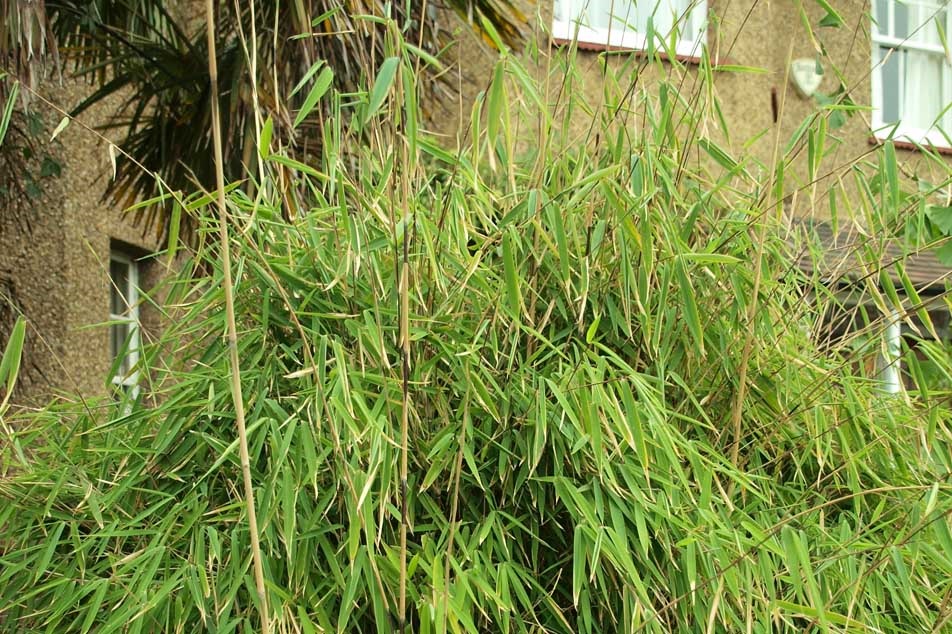 Bamboo - growth near property - PCA